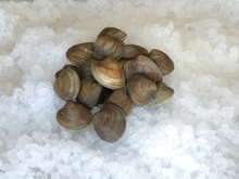 Load image into Gallery viewer, Fresh Hardshell Clams