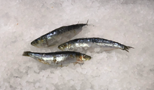 Load image into Gallery viewer, Frozen Sardines 2 lb Pack