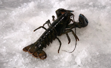 Load image into Gallery viewer, Live Maine Lobster
