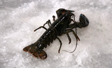 Load image into Gallery viewer, Live Maine Lobster