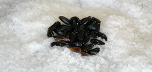 Fresh Icy Blue Mussels