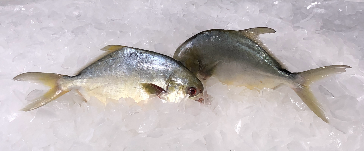 Fresh Florida Pompano Whole Fish cleaned Pack of 2
