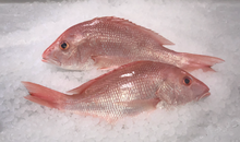 Load image into Gallery viewer, Fresh Red American Snapper
