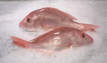 Load image into Gallery viewer, Fresh Red American Snapper