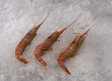 Load image into Gallery viewer, Frozen Argentinian Red Shrimp 4.4 lbs Pack (L1)