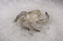 Load image into Gallery viewer, Frozen Shrimp -Tail on 2 lbs Pack