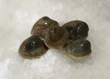Load image into Gallery viewer, Fresh Hardshell Clams
