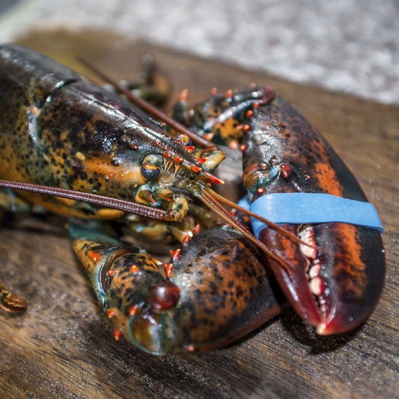 Frozen Whole Maine Lobster