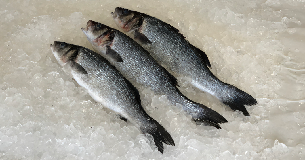 Fresh Branzino