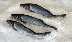 Fresh Branzino