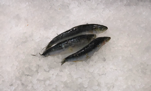 Frozen Sardines 2 lb Pack