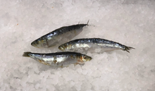 Load image into Gallery viewer, Frozen Sardines 2 lb Pack
