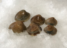 Load image into Gallery viewer, Fresh Hardshell Clams
