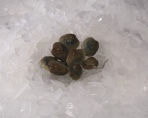 Fresh Hardshell Clams