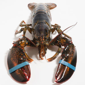 Frozen Whole Maine Lobster
