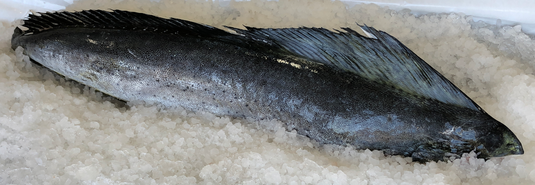 Fresh Mahi-Mahi