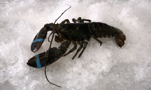 Load image into Gallery viewer, Live Maine Lobster
