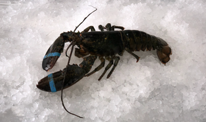Live Maine Lobster