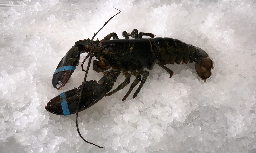 Live Maine Lobster