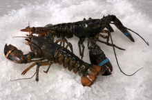 Load image into Gallery viewer, Live Maine Lobster
