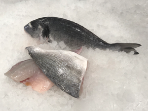 Fresh Mediterranean Sea Bream