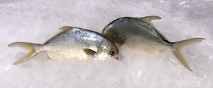 Fresh Pompano Florida