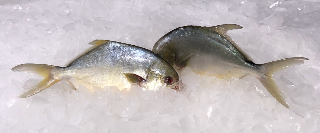 Fresh Pompano Florida