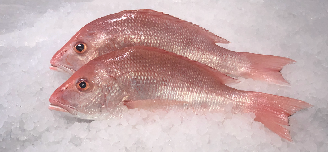 Fresh Red American Snapper