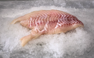 Fresh Red Grouper