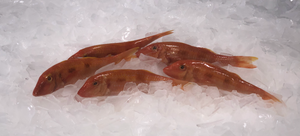 Fresh Red Mullet