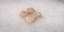 Load image into Gallery viewer, Fresh Scallops
