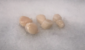 Fresh Scallops