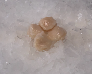 Fresh Scallops
