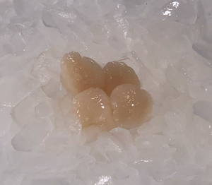 Fresh Scallops