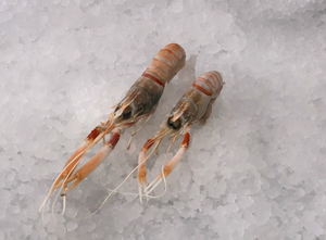 Frozen New Zealand Scampi 4.4 lb Pack