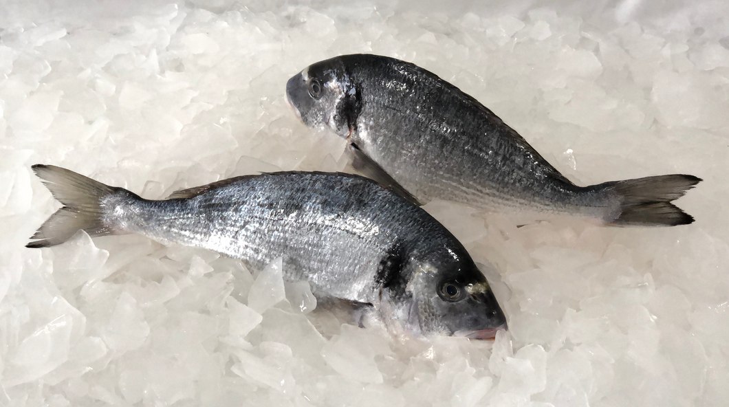 Fresh Mediterranean Sea Bream