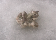 Load image into Gallery viewer, Frozen Shrimp -Tail off 2 lbs Pack
