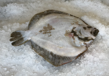 Load image into Gallery viewer, Fresh Turbot
