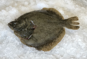 Fresh Turbot
