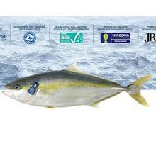 Load image into Gallery viewer, Fresh Hamachi
