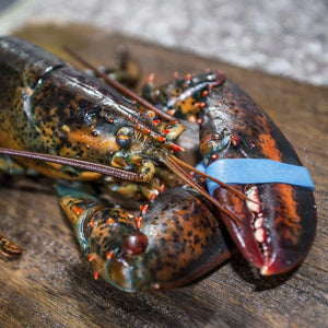 Frozen Whole Maine Lobster