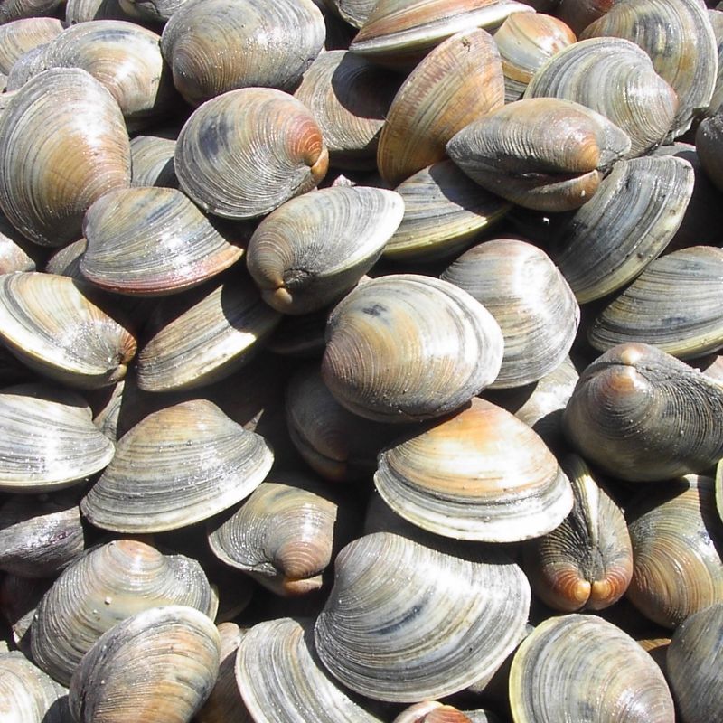 CLAM LITTLENECK FRESH 10 pcs