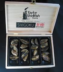 Fresh Shigoku Oysters
